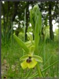 Ophrys lacaitae